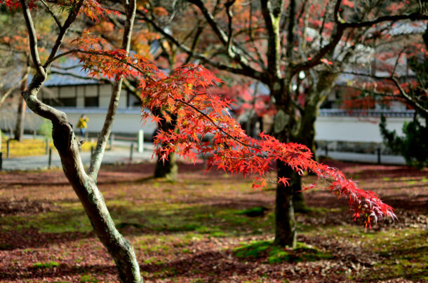 紅葉