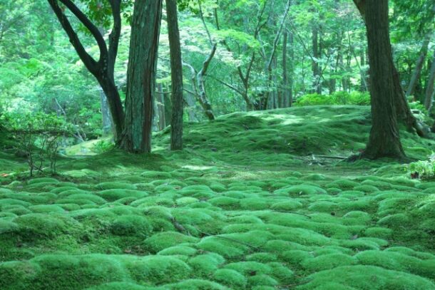 西芳寺