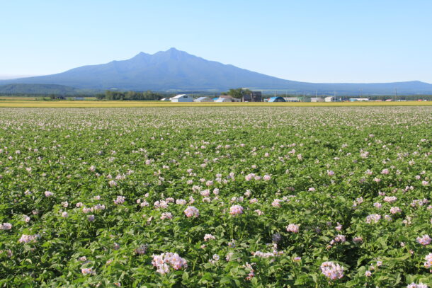 知床の豊かな植物