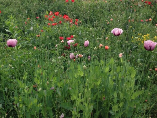 アヘンの花