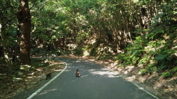 西部林道