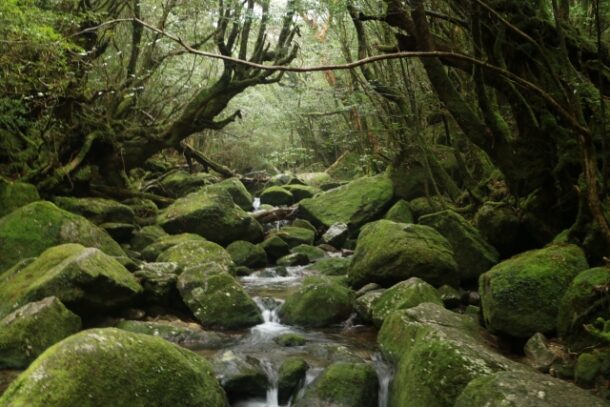 屋久島の岩石