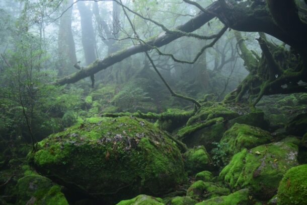 屋久島の雨