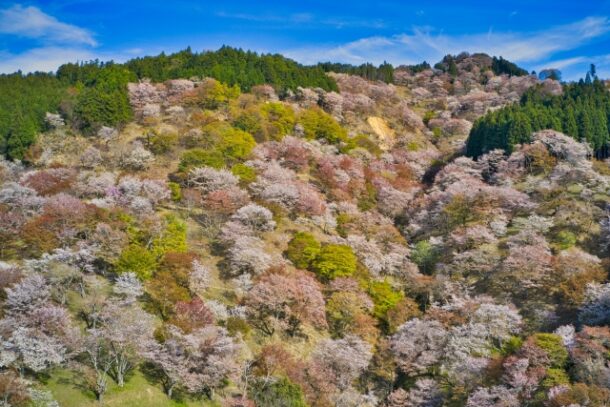 吉野山の桜