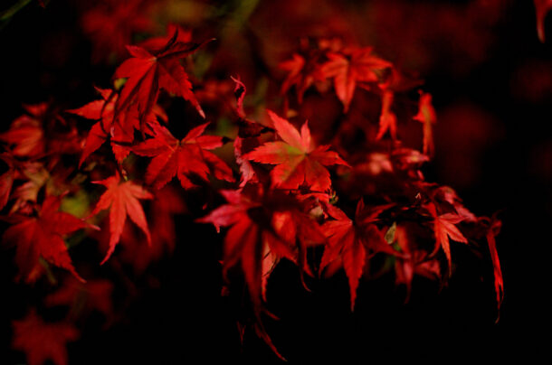 清水寺境内の紅葉