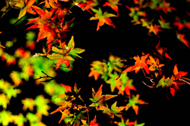 清水寺境内の紅葉