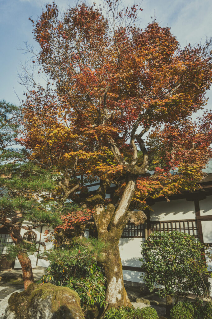 京都の写真