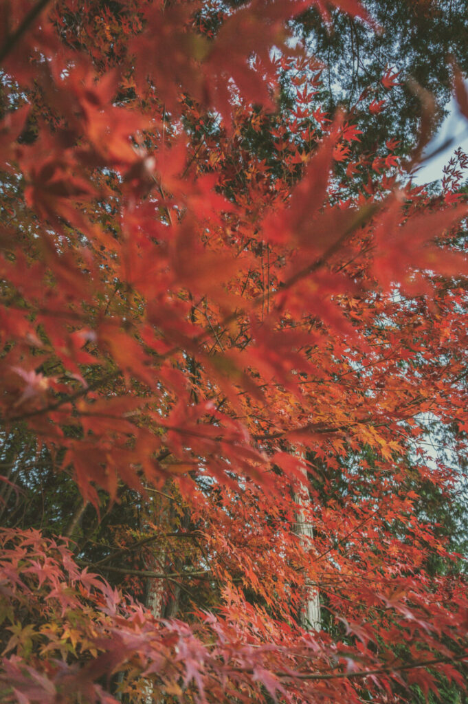 京都の写真