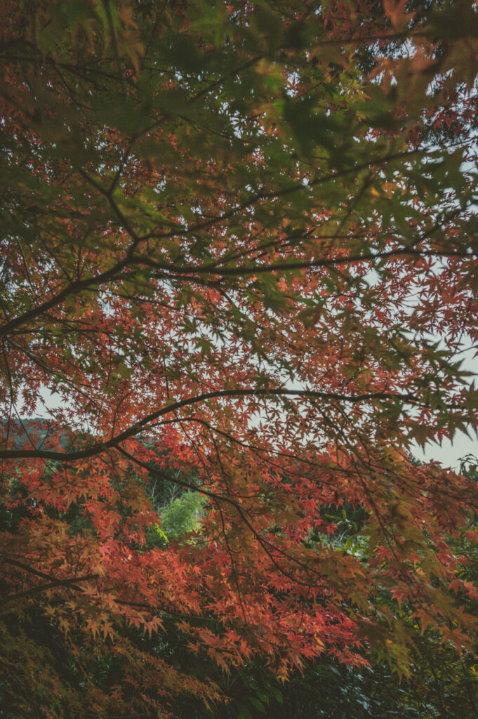 京都の写真