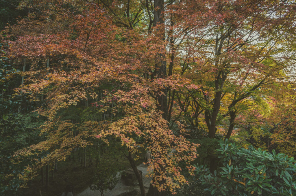 京都の写真