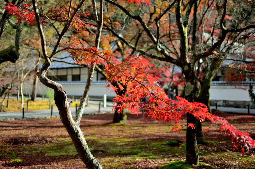 画質の良さを感じる写真