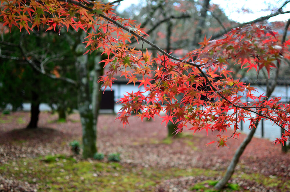 京都の写真