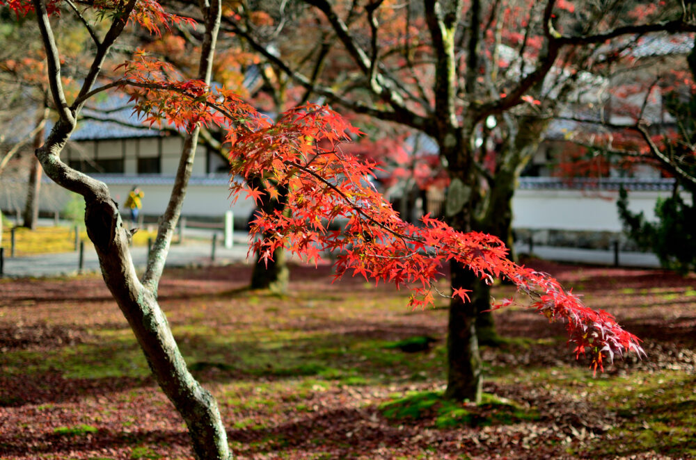 京都の写真