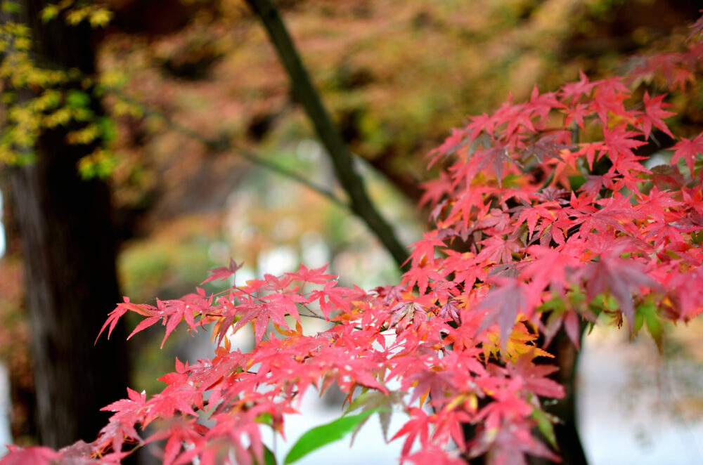 京都の写真