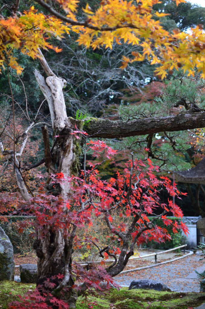 京都の写真