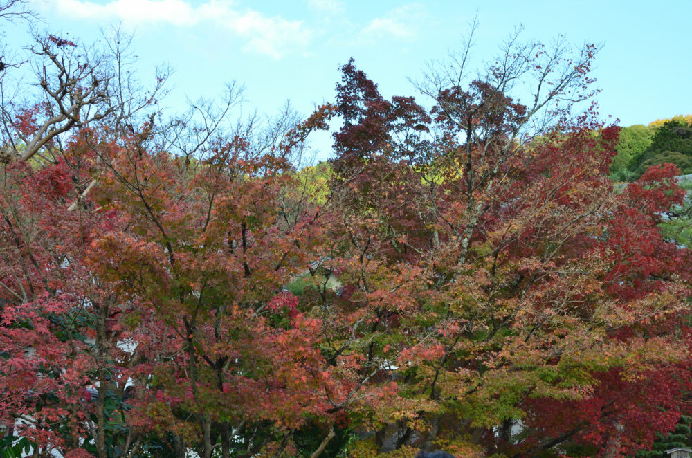 京都の写真