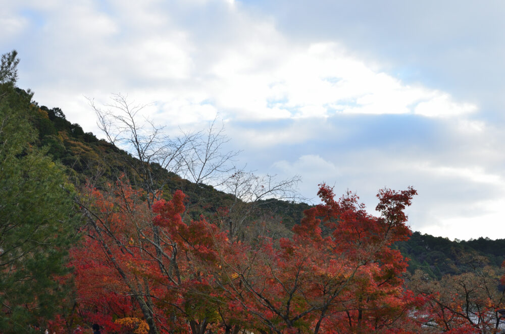 京都の写真