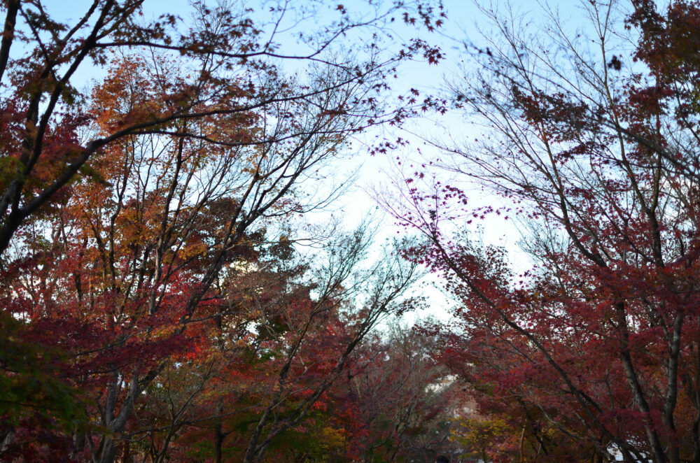 京都の写真