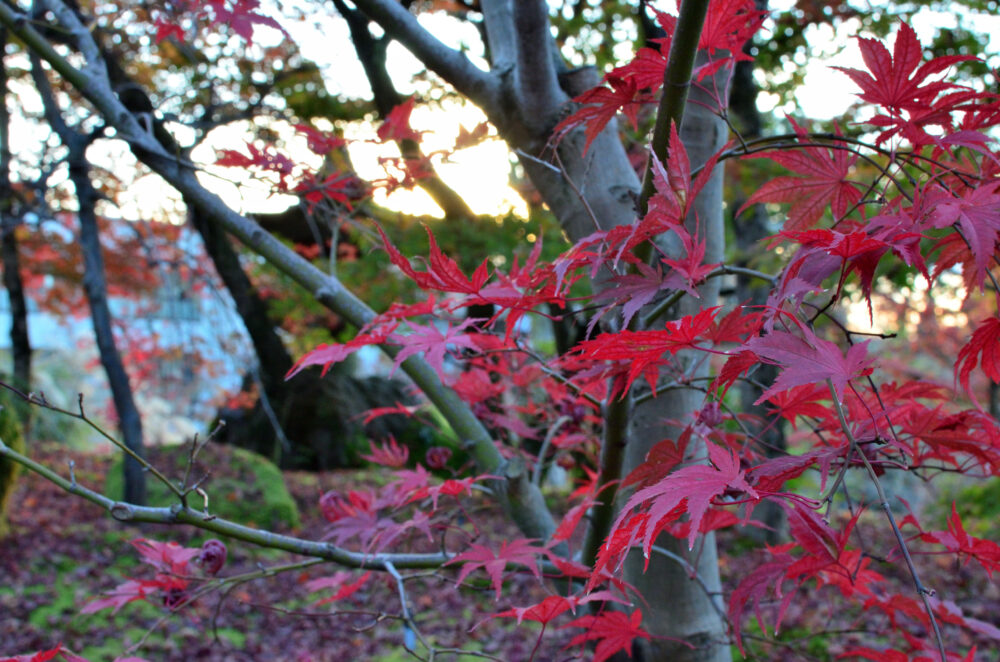 京都の写真