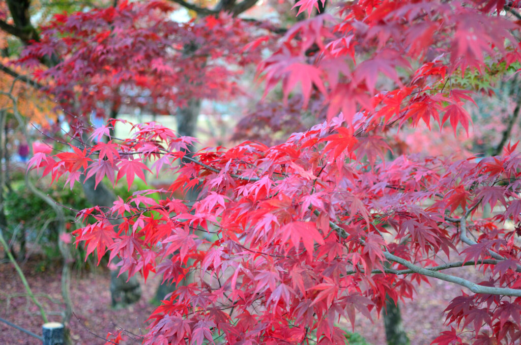 京都の写真