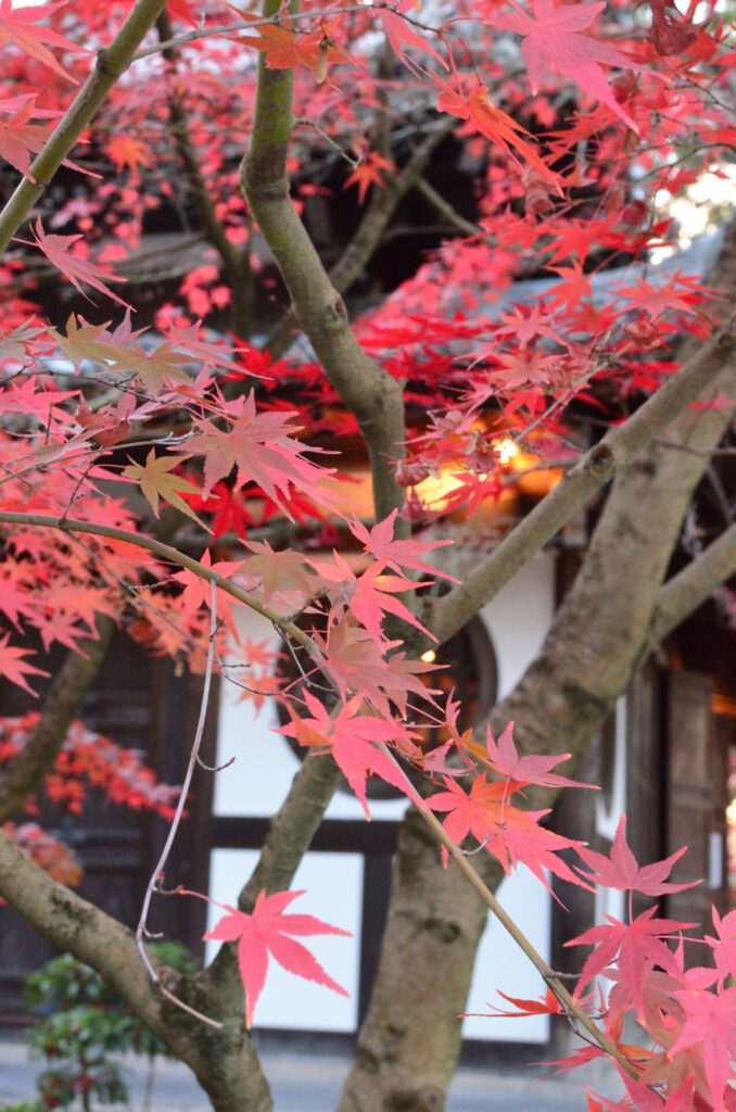 京都の写真