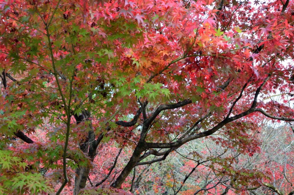 京都の写真