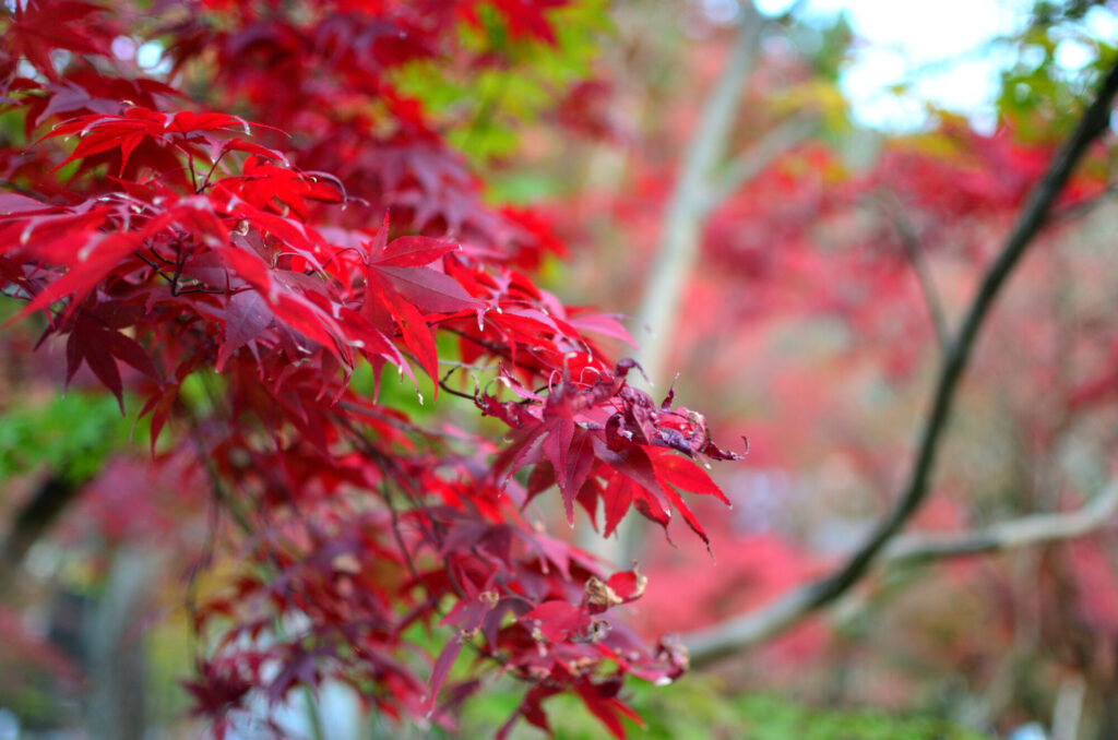 京都の写真