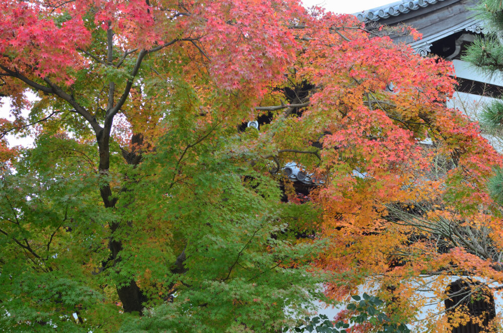 京都の写真