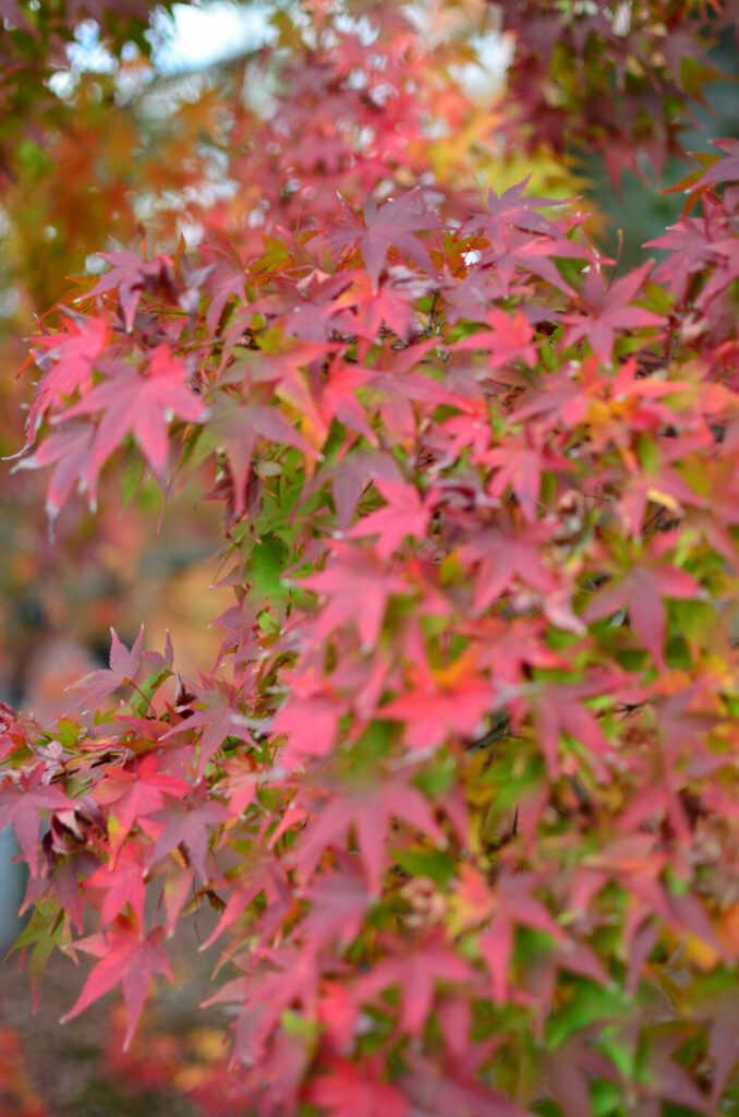 京都の写真