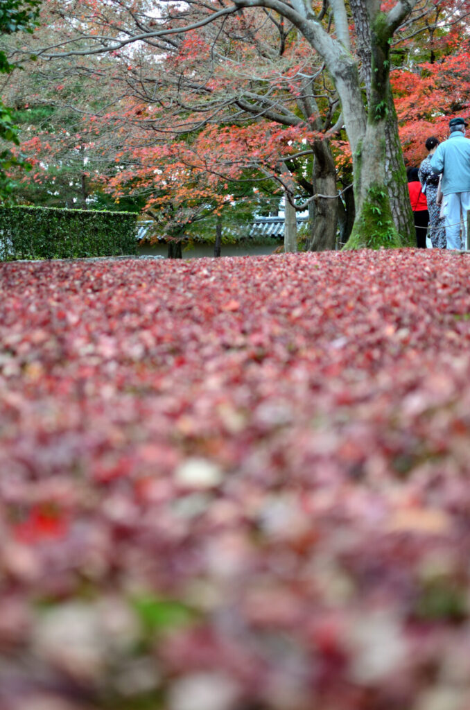 京都の写真