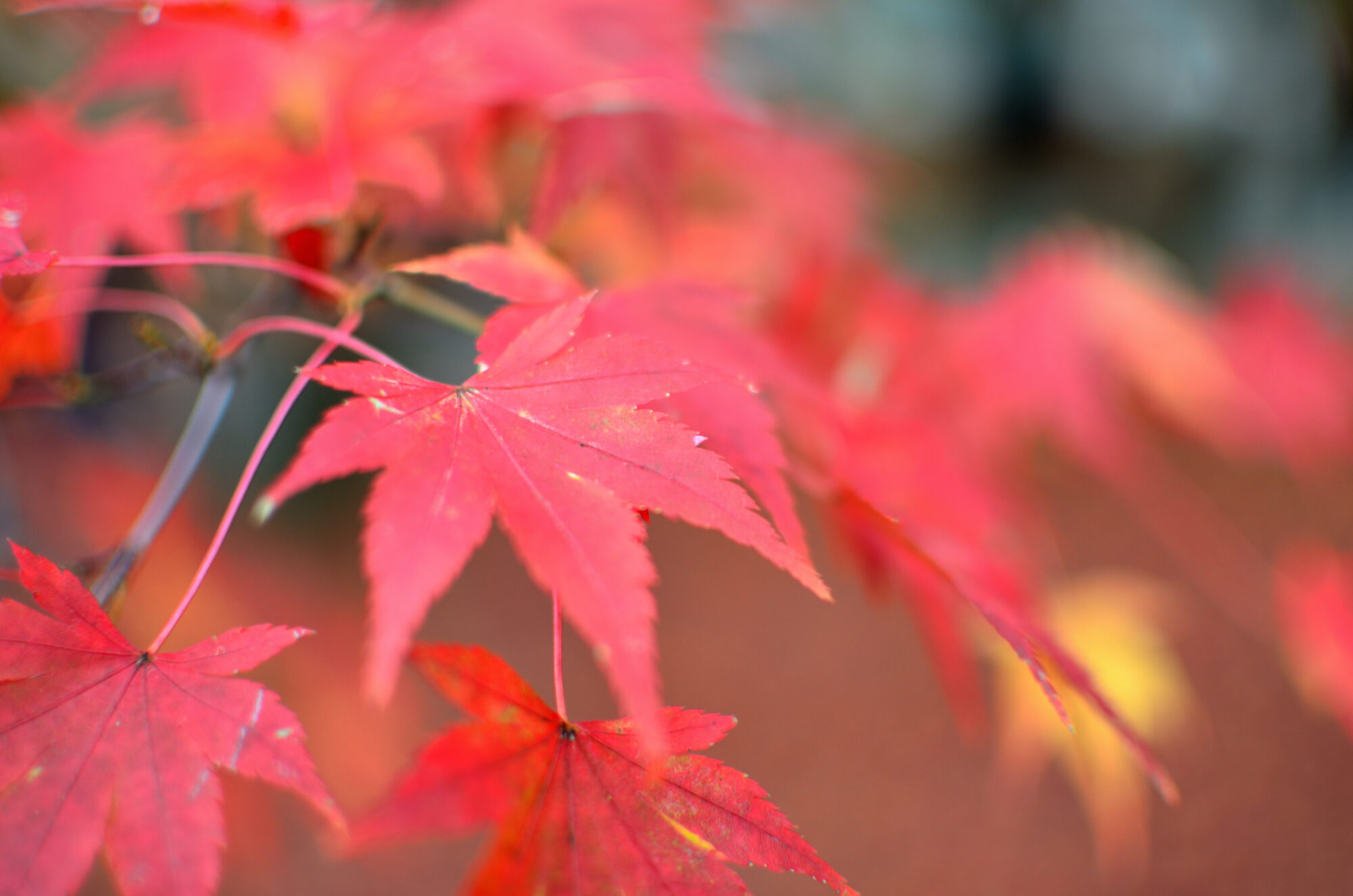 京都の写真