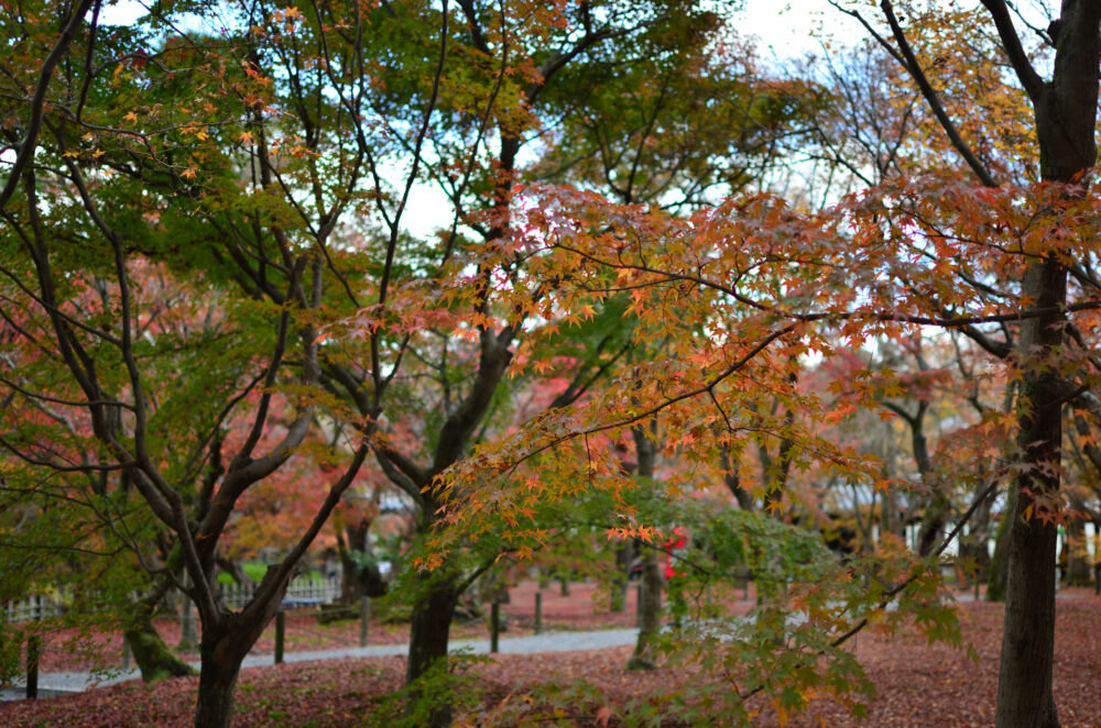 京都の写真