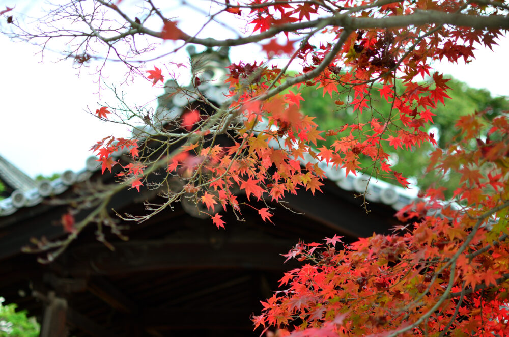 京都の写真