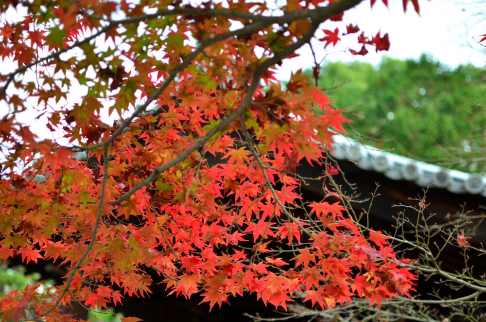 京都の写真