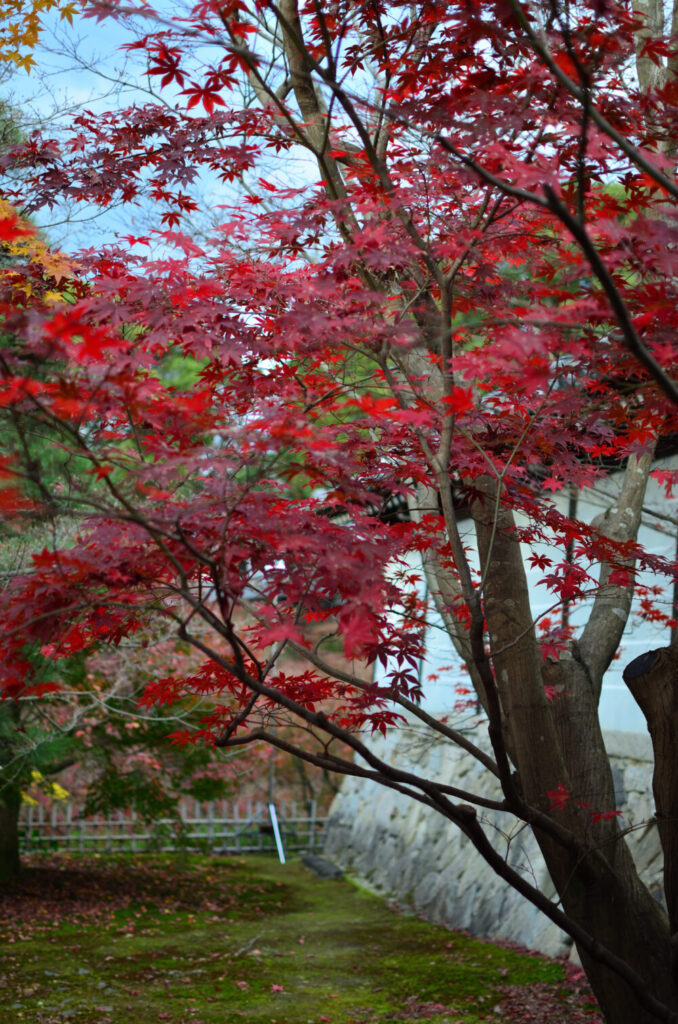 京都の写真