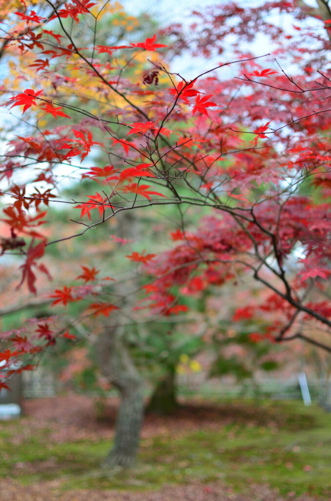 京都の写真