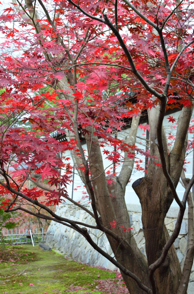 京都の写真