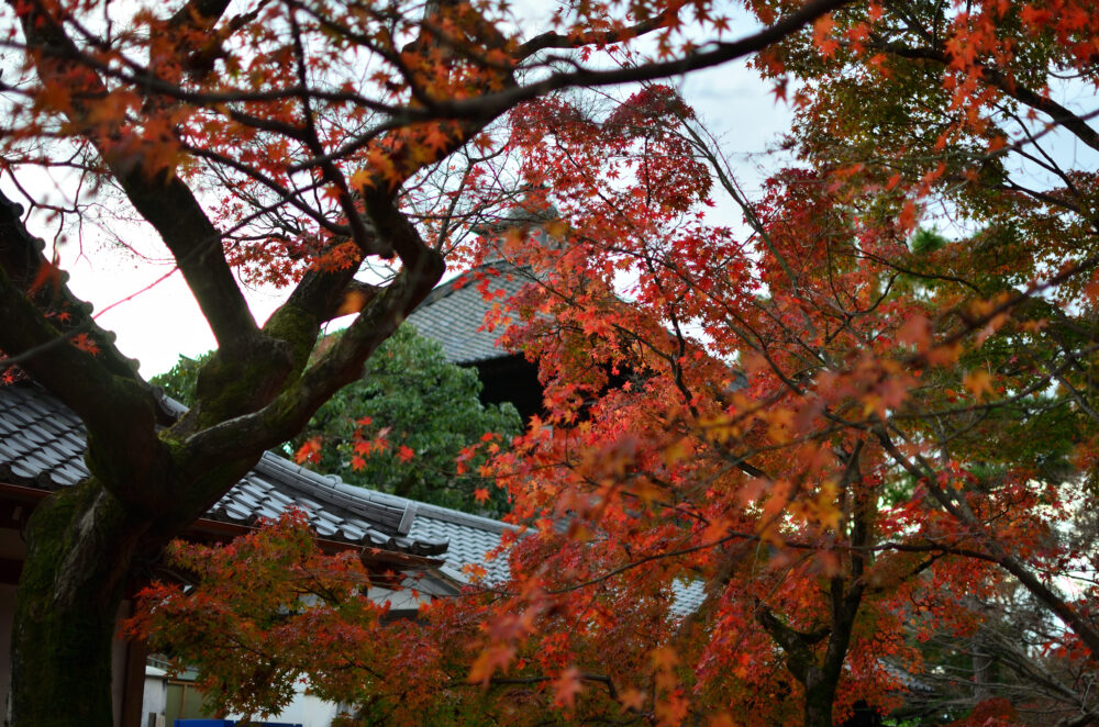 京都の写真