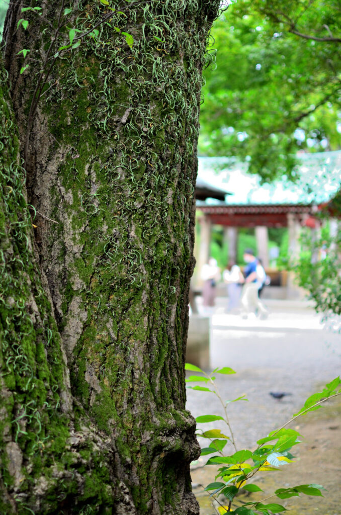 根津神社